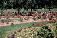 Shell Park, Rose Garden